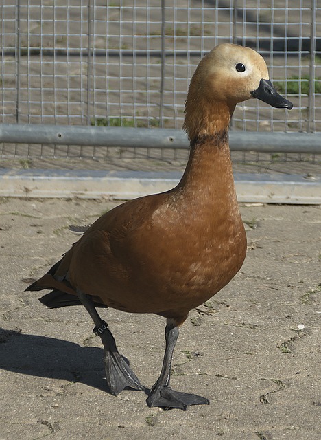 费记录